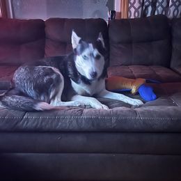 Siberian Huskies from Vance Huskies