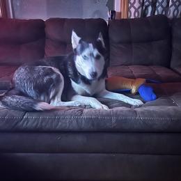 Siberian Huskies from Vance Huskies