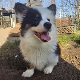 Nole - Black and tan male Pembroke Welsh Corgi puppy in Castle Rock, Washington from Heckman Corgis