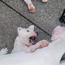 Dogo Argentino Puppies from K&B Southern Oregon Argentino Dogos