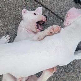 Dogo Argentino Puppies from K&B Southern Oregon Argentino Dogos