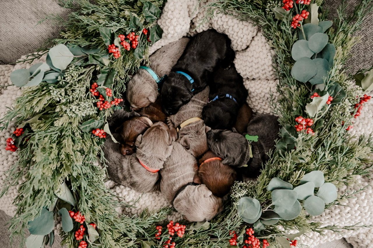 Weathervane Labs in North Carolina Dilute Retriever puppies Good Dog