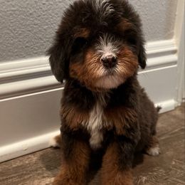 Cupcake - Tri-color female Bernedoodle puppy in Los Angeles, California from Bernied00dle Love