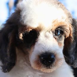 Cavalier King Charles Spaniels, Cavapoos, and Poodles from Golden Hour Cavapoos