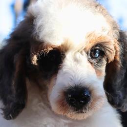Cavalier King Charles Spaniels, Cavapoos, and Poodles from Golden Hour Cavapoos