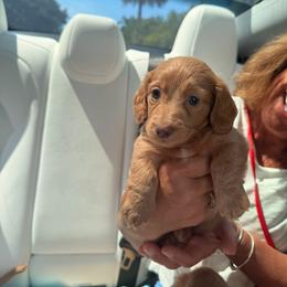 Pink - Cream female Dachshund puppy in Plantation, Florida from Lovelaced Pups