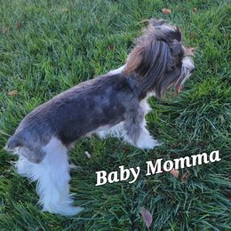 Mookie - Yorkshire Terrier