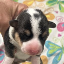 Boy 1 - Black and tan male Pembroke Welsh Corgi puppy in Chino Valley, Arizona from Blecker Kennel