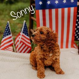 Cavapoo Puppies from Foggy Timber Kennels