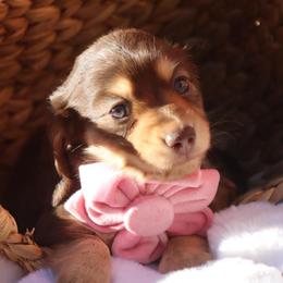 Daphanie Chocolate and Cream Female - Chocolate and cream female Dachshund puppy in Woodbine, Georgia from Walker's Minidachs
