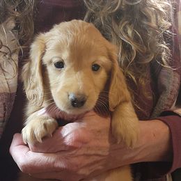 Topaz - Cream male Dachshund puppy in Grants Pass, Oregon from vom Treuen Wachter