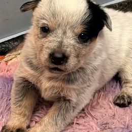 Cheq - Blue speckled female Australian Cattle Dog puppy in Billings, Montana from Sugarloaf French bulldogs and Australian cattle dogs