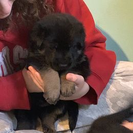German Shepherd Puppies from Cindy Davis