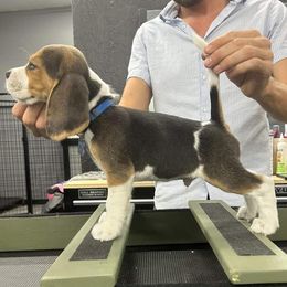 Blue Boy - Beagle puppy from StillCreek