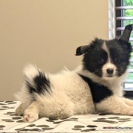 Harriet - White and black female Papillon puppy in Dorset, Ohio from Katies Papillons