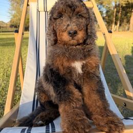 Swoop - Chocolate merle female Bernedoodle puppy in Ocala, Florida from Prime Time Bernedoodles