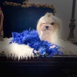 Coconut - Maltese