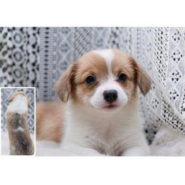 Kanga - 100 Acre Woods - Fawn and white female American Corgi puppy in Lithia, Florida from Diamondcrest Inc