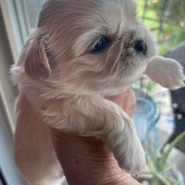 Sully - Cream and white male Shih Tzu puppy in Cabot, Arkansas from Twilight Shih Tzu