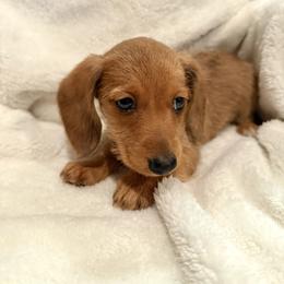 Honey - Dapple female Dachshund puppy in Marshfield, Missouri from WH Hounds
