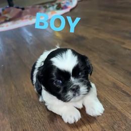 Shih Tzu Puppies from Shih Tzu pups