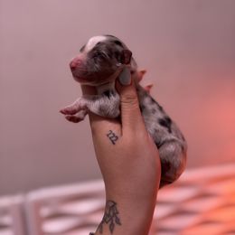 Boy 4 - Blue merle male Australian Shepherd puppy in Orlando, Florida from Skaky Shepherds