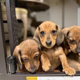 Dachshund All Grown Up from Hotdawgz standard AKC dachshunds