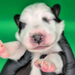 Raven3Girl5- BTF,LONGtail,AKC,OFAs,Genetics - Black tri-color female Australian Shepherd puppy in South Hill, Virginia from Silverside Aussies LLC
