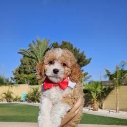 Cavapoo Puppies from Cool Cavapoos