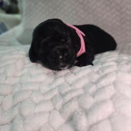 Hazel - Black female Cocker Spaniel puppy in Corcoran, California from Sweetheart Cockers