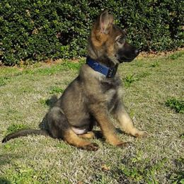 German Shepherd Puppies from Olsen Creek Kennels