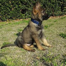 German Shepherd Puppies from Olsen Creek Kennels