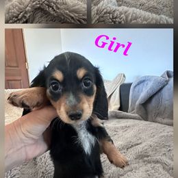 Candy - Black and tan female Dachshund puppy in Queen Creek, Arizona from Wigglebutts Miniature Dachshund Az
