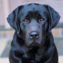 Labrador Retrievers from Fowl Mouth Labradors & Saints