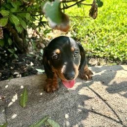 Shadow - Black and tan male Dachshund puppy in Carrollton, Illinois from Kelly's Doxies