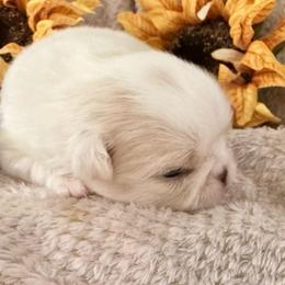 Camellia - Lemon and white female Japanese Chin puppy in Davisville, Missouri from Uniquely Yours, Shelly’s Japanese Chins