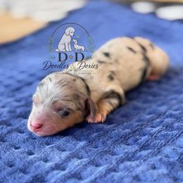 Pokemon 3 - Dapple female Dachshund puppy in Bremen, Georgia from Doodles & Doxies