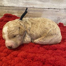 Goldendoodle and Poodle Puppies from Mustanghills Doodles and Poodles