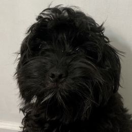 Luna - Double Doodle