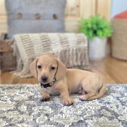 AKC Meet Goose :) - Cream male Dachshund puppy in Centerville, Iowa from Barnyard Dachshunds, Dals & Doodles
