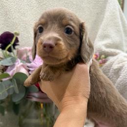 3500 FULL AKC - Isabella and Tan - Fawn (isabella) and tan male Dachshund puppy in Cottonwood, California from Circle C Farm