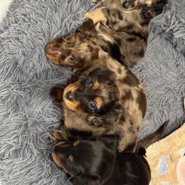 Dachshund Puppies from Birkin’ Paws