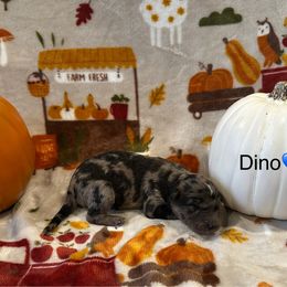 Dino - Blue merle male Bordoodle puppy in Republic, Missouri from Holland Hilltop Farm