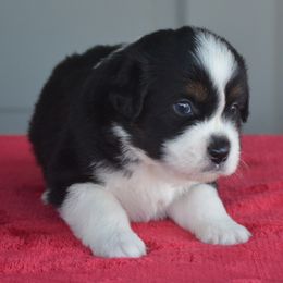 Claude - Miniature American Shepherd puppy from Vaquera's Miniature American Shepherds