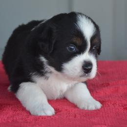 Claude - Miniature American Shepherd puppy from Vaquera's Miniature American Shepherds