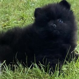 Solid black cutie - Black male Pomeranian puppy in Kelso, Washington from Highlander Pomeranians
