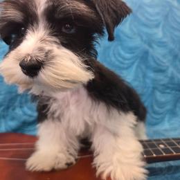 Mcgraw - Parti male Miniature Schnauzer puppy in Paradise, Utah from Highbornschnauzers