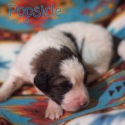 Popsicle - White male Tornjak puppy in Albright, West Virginia from Pine Spring Farm