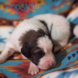 Popsicle - White male Tornjak puppy in Albright, West Virginia from Pine Spring Farm