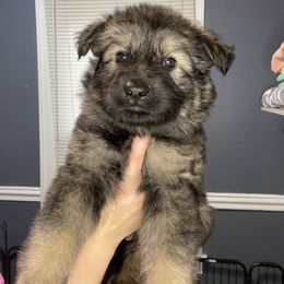 German Shepherd Puppies from Fancy GSDs
